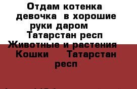 Отдам котенка (девочка) в хорошие руки даром!  - Татарстан респ. Животные и растения » Кошки   . Татарстан респ.